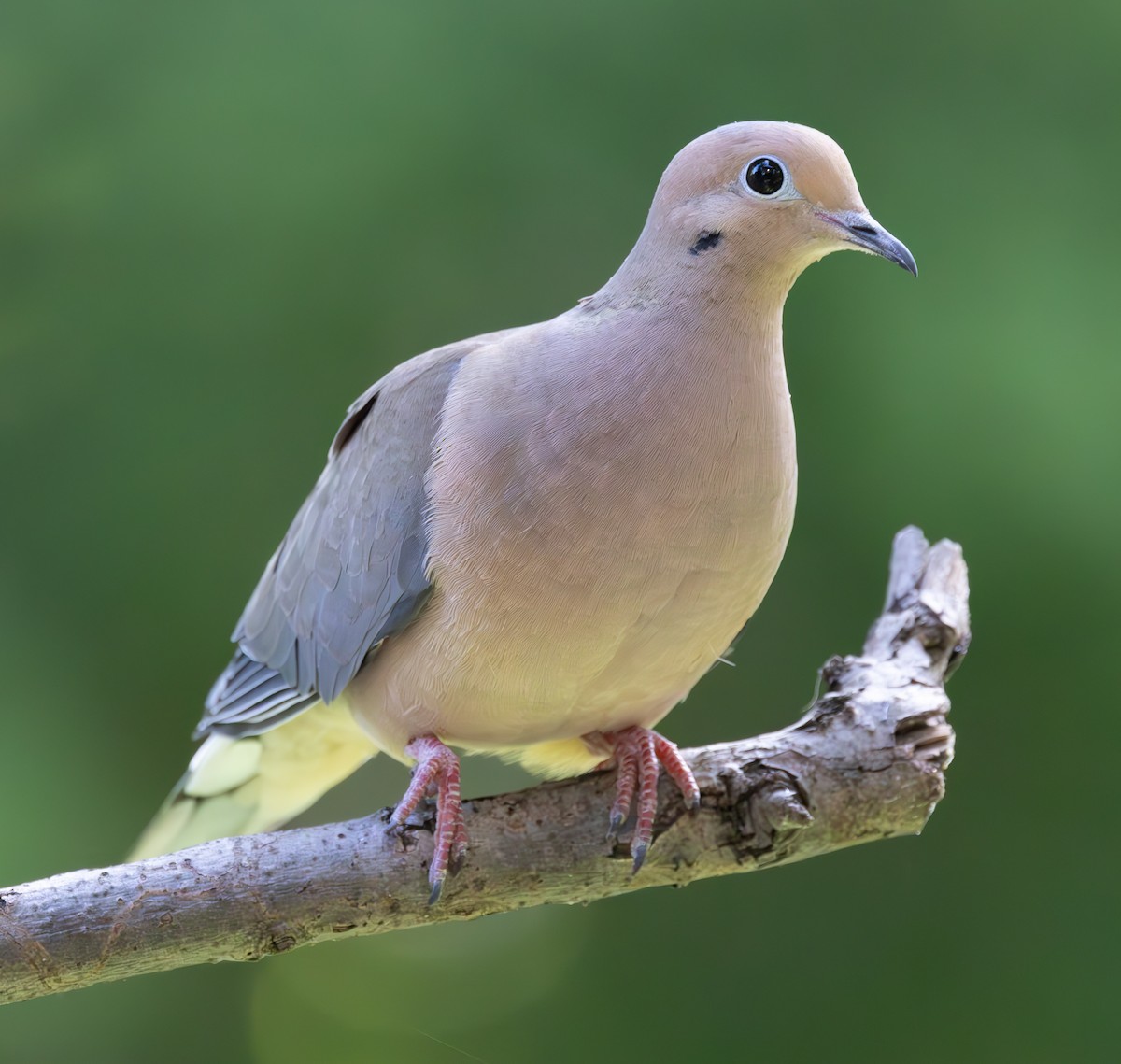 Mourning Dove - David Barton