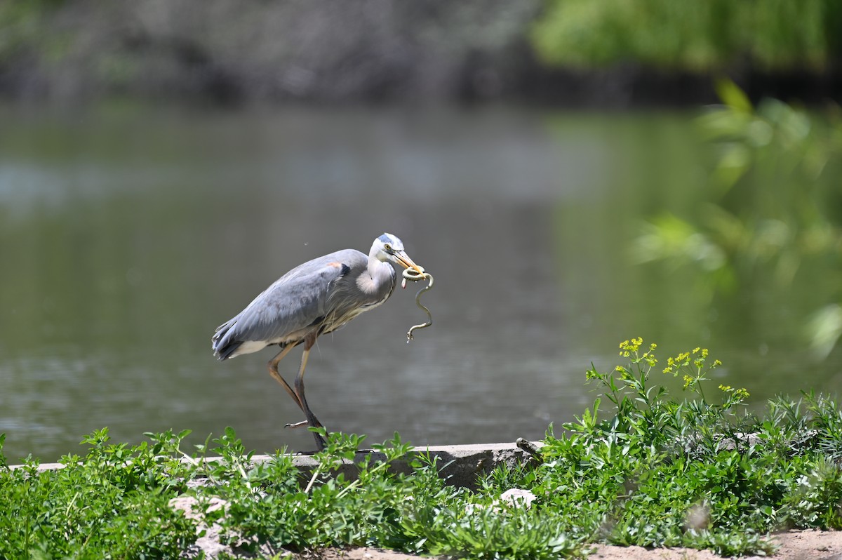 Great Blue Heron - Brendan Beers