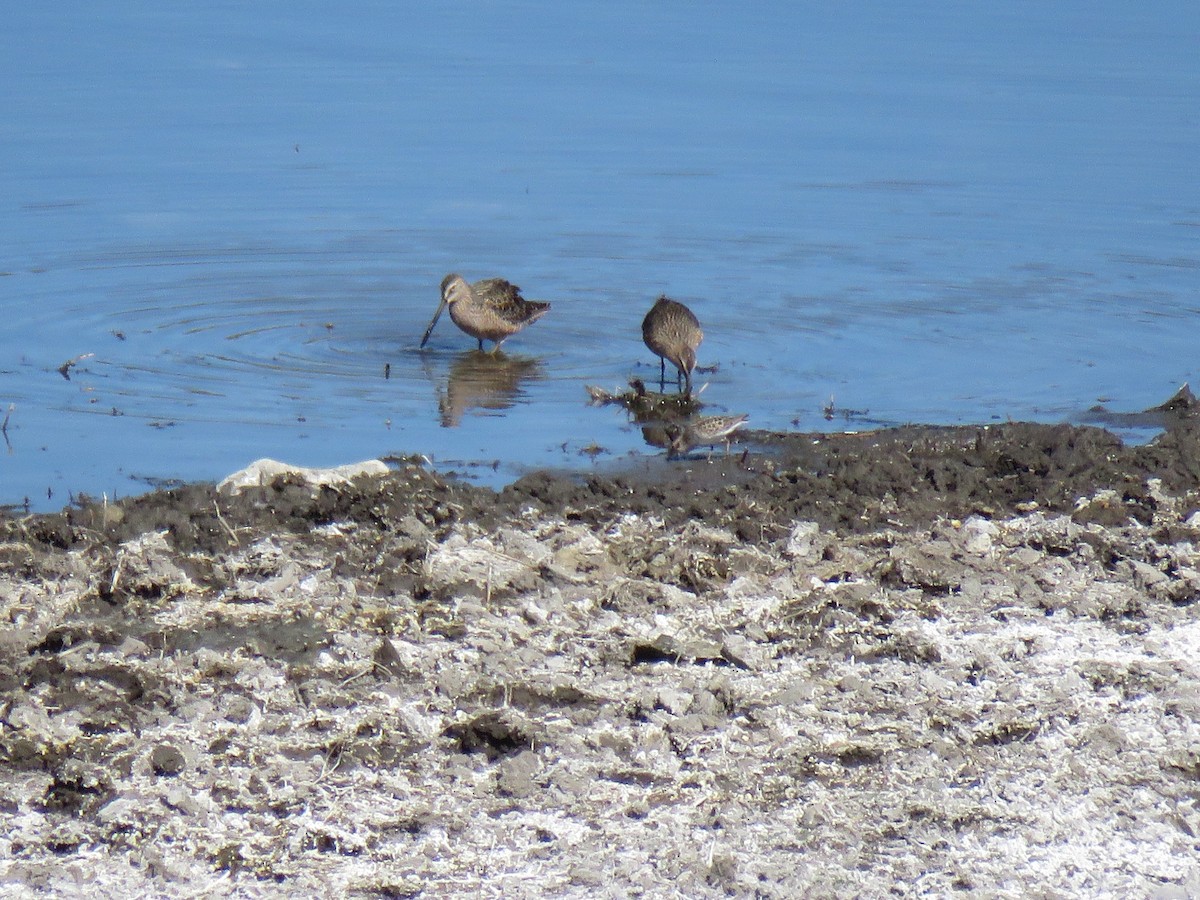 Long-billed Dowitcher - The Lahaies