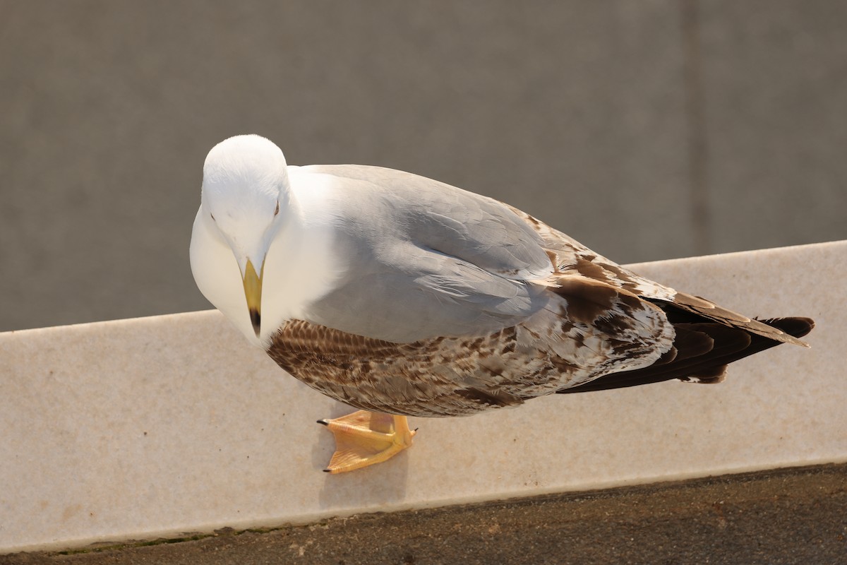 Yellow-legged Gull - Ian Thompson