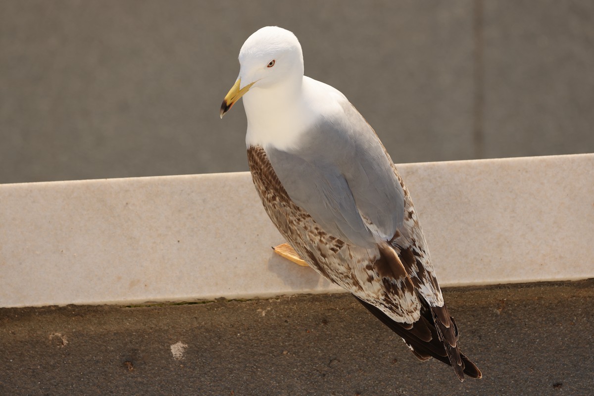 Yellow-legged Gull - Ian Thompson