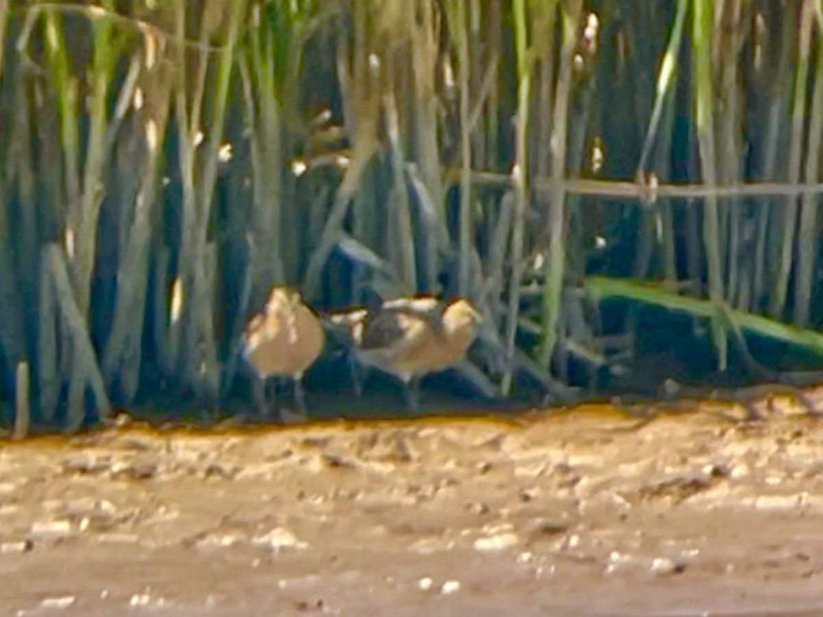 Short-billed Dowitcher - Joseph Bieksza