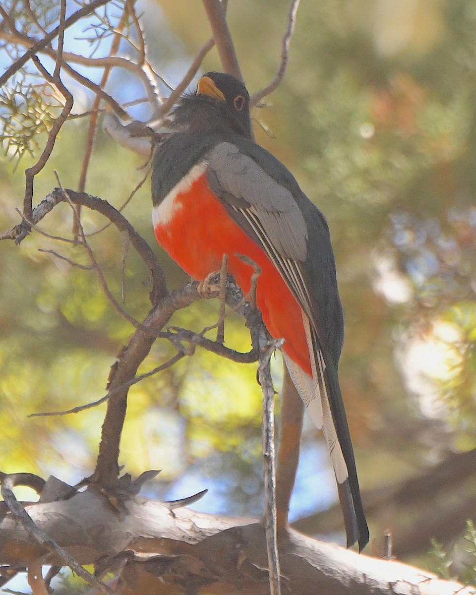 Elegant Trogon (Coppery-tailed) - Ted Wolff