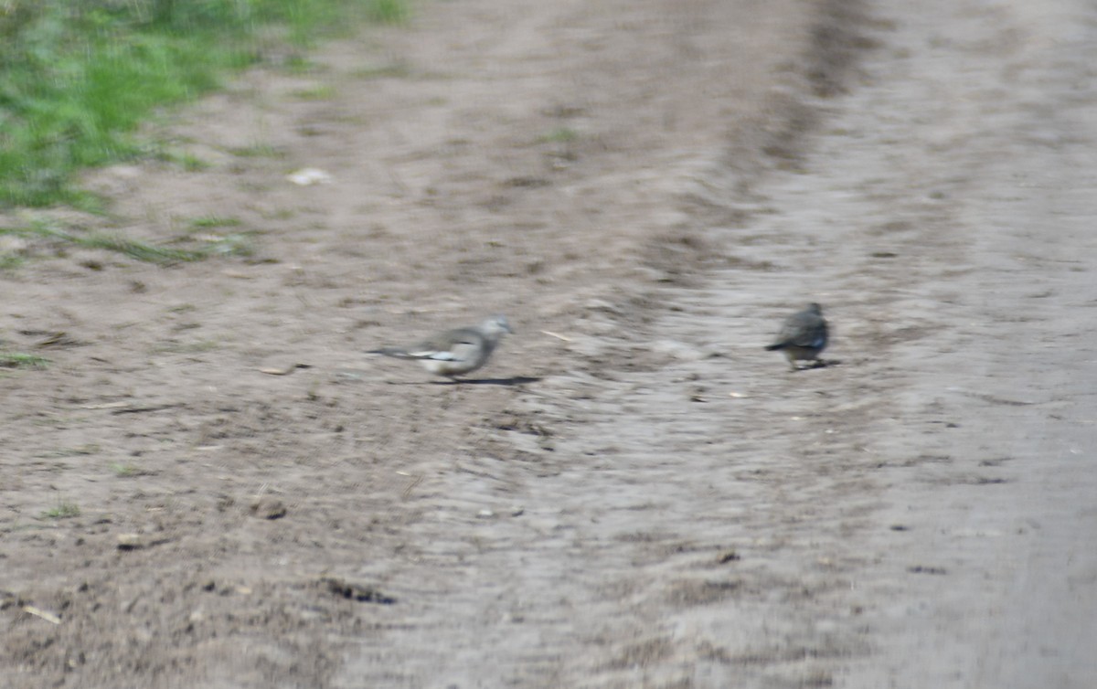 Picui Ground Dove - ML618847920