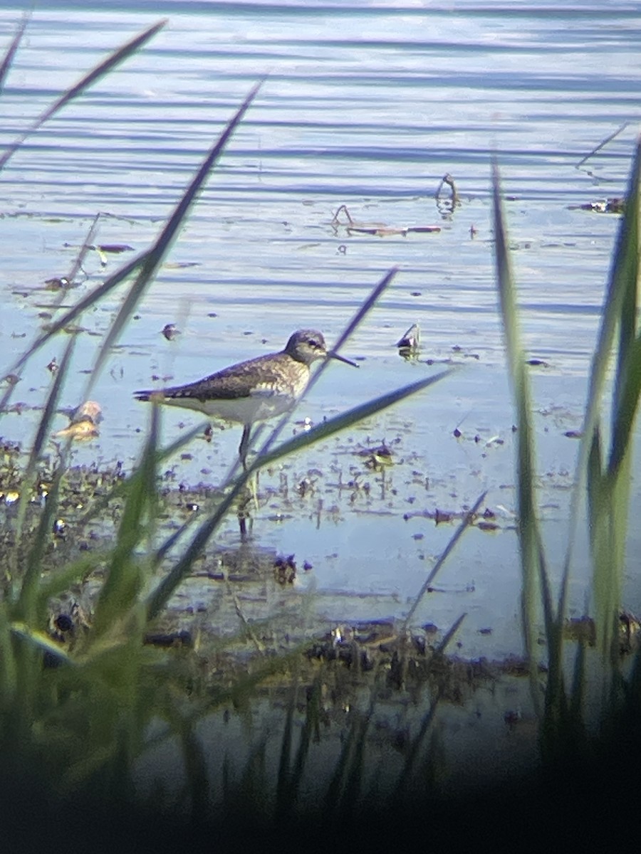 Spotted Sandpiper - Katrina Theisen