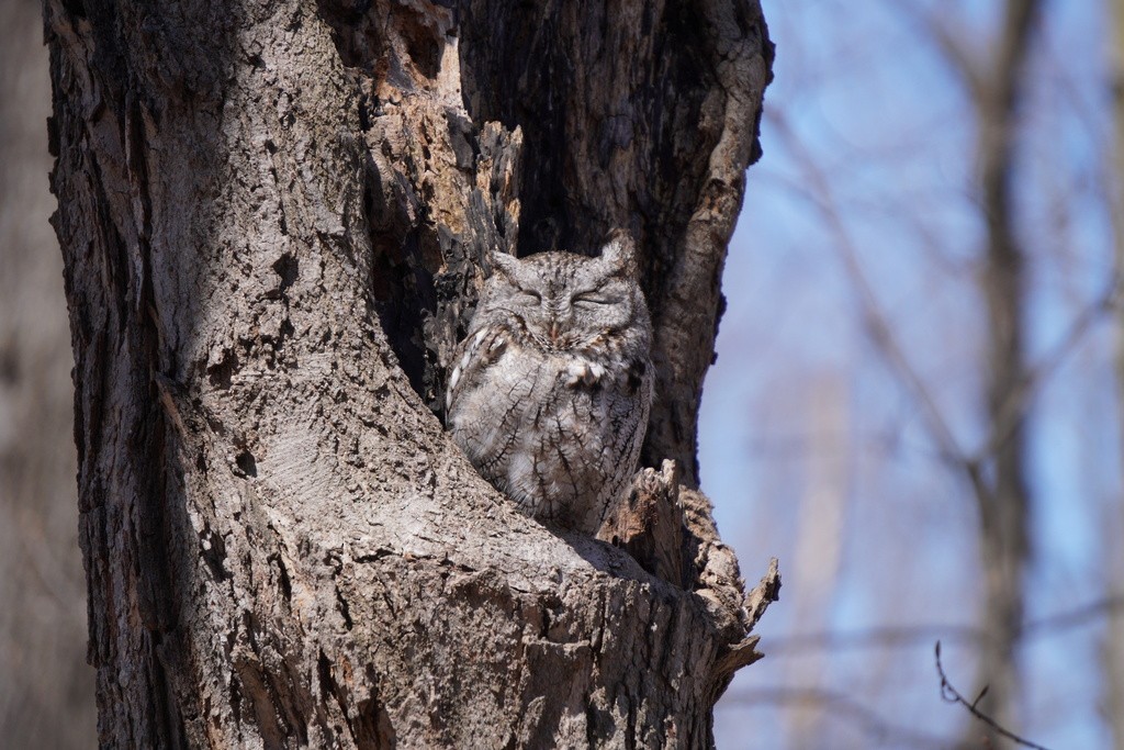 Eastern Screech-Owl - Nata Culhane