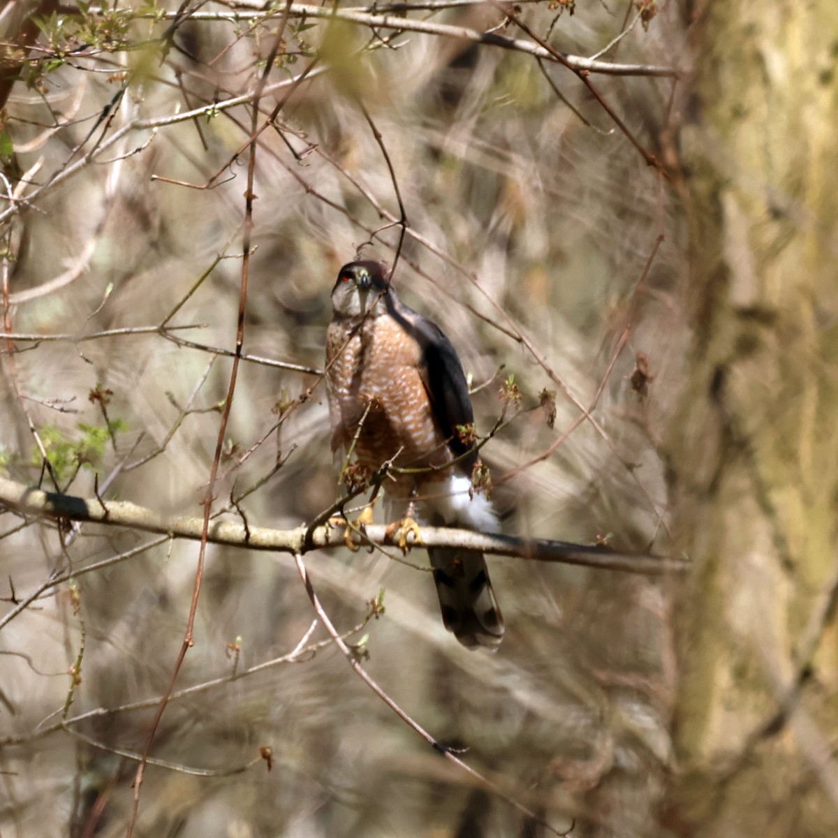 Cooper's Hawk - ML618847943