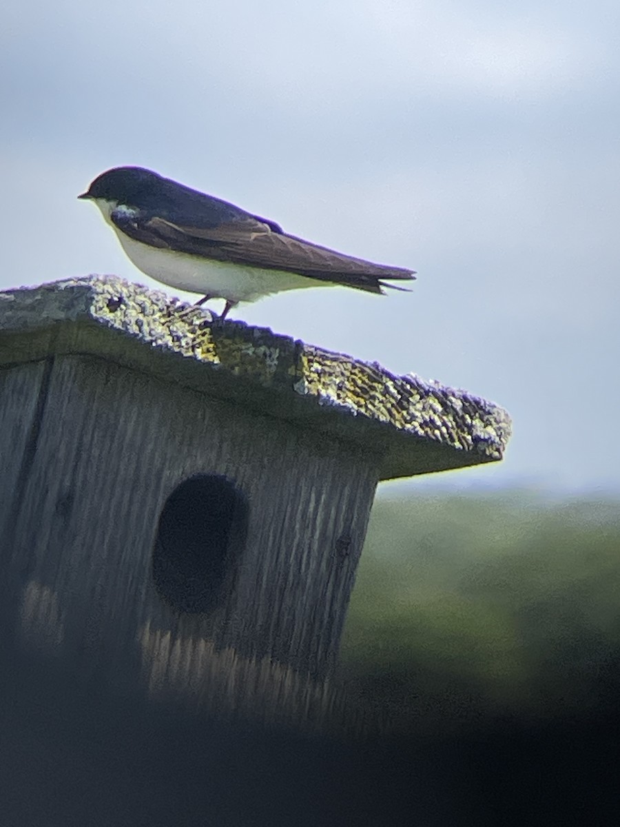 Tree Swallow - Katrina Theisen