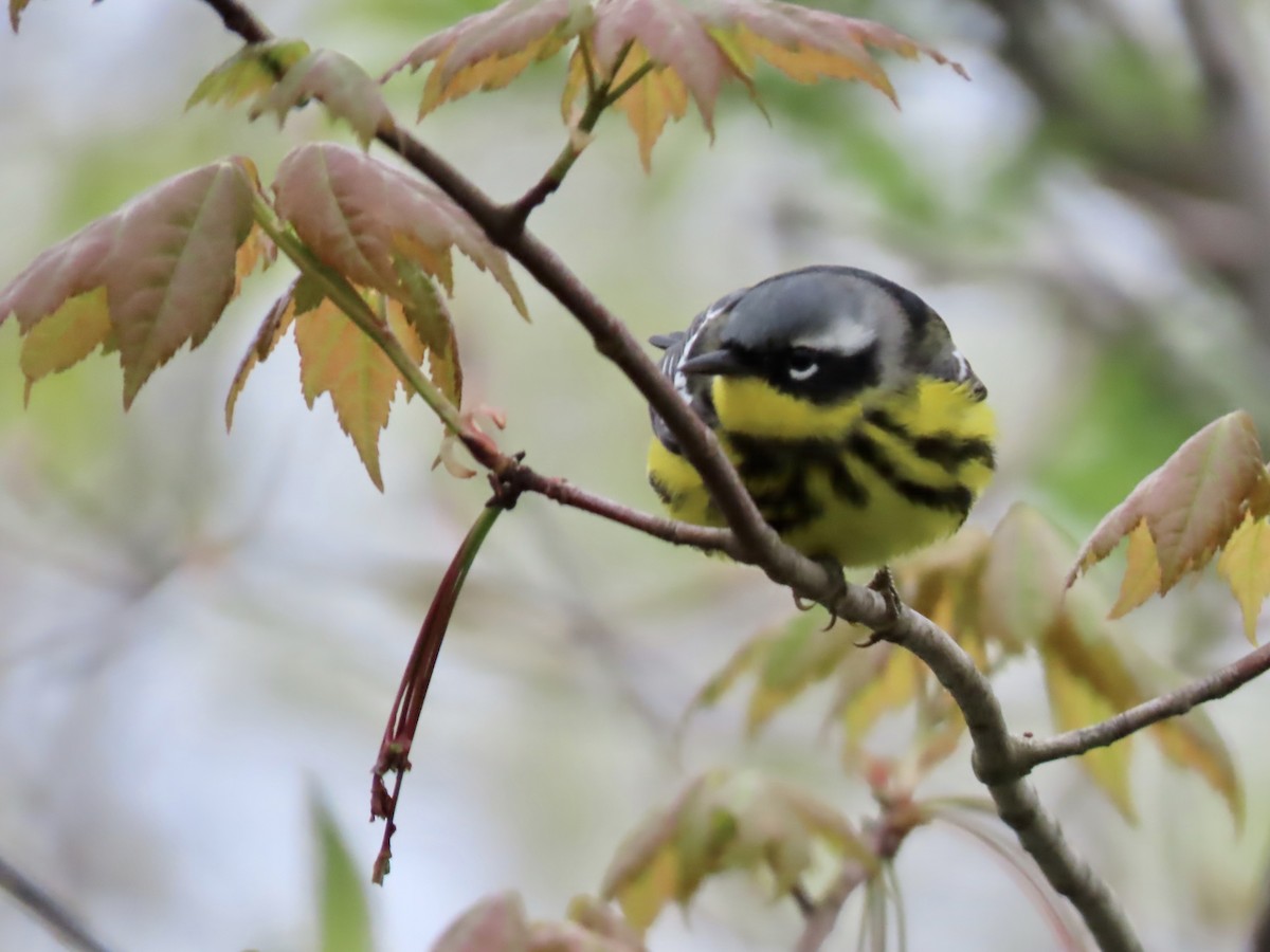 Magnolia Warbler - Marjorie Watson