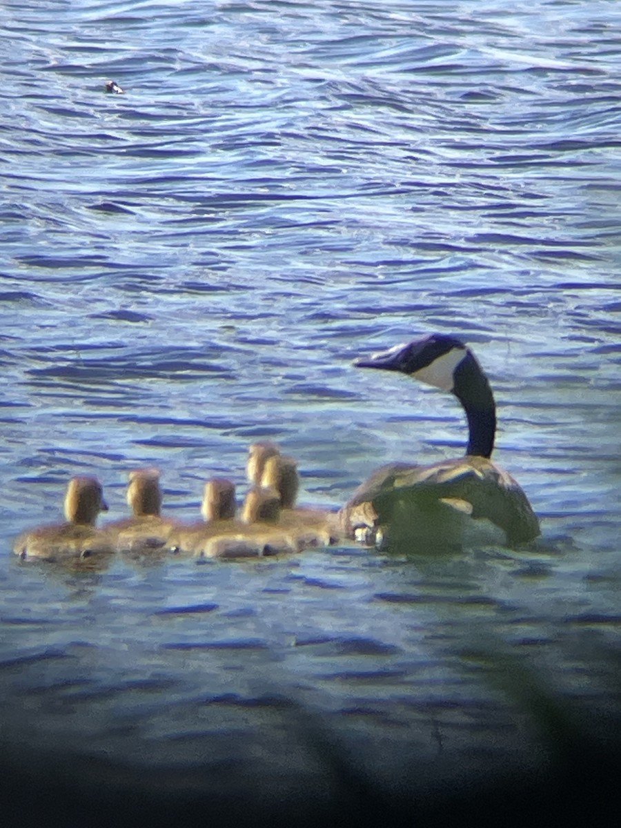 Canada Goose - Katrina Theisen