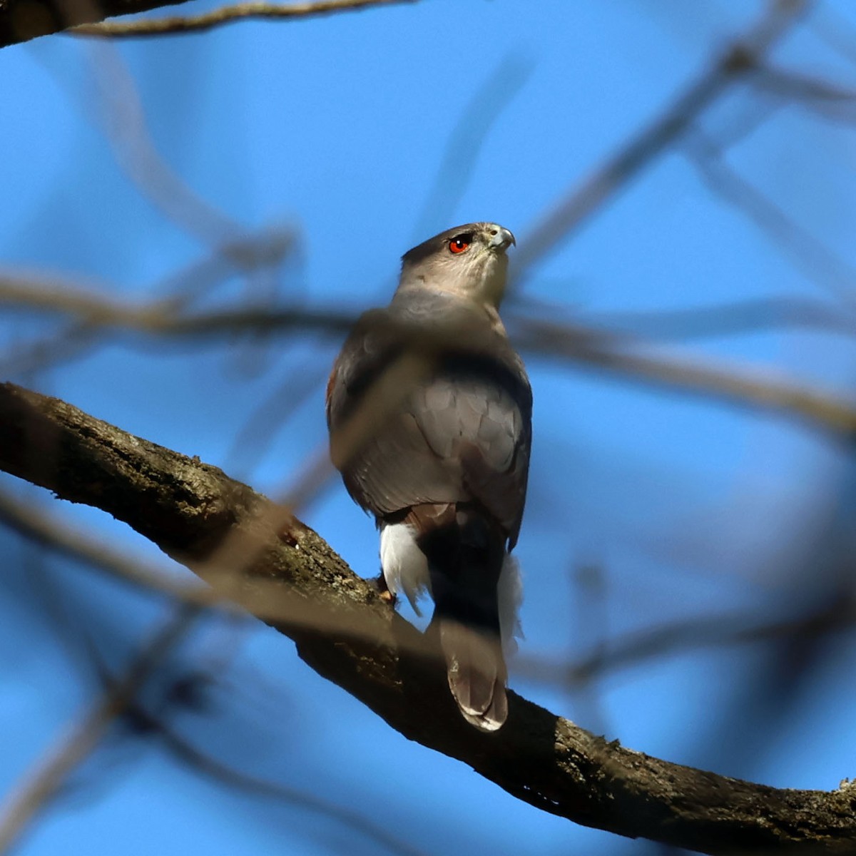 Cooper's Hawk - ML618847986