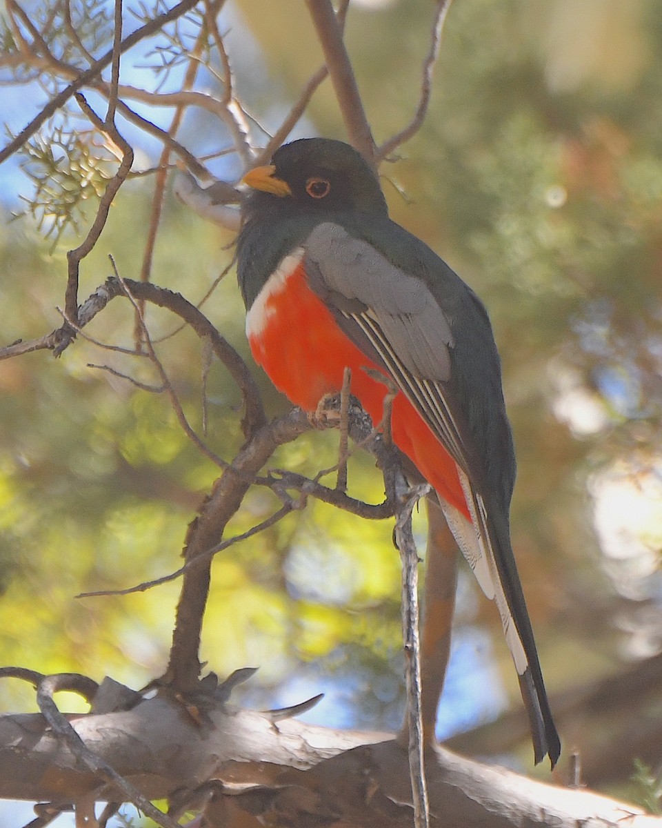 Elegant Trogon (Coppery-tailed) - Ted Wolff