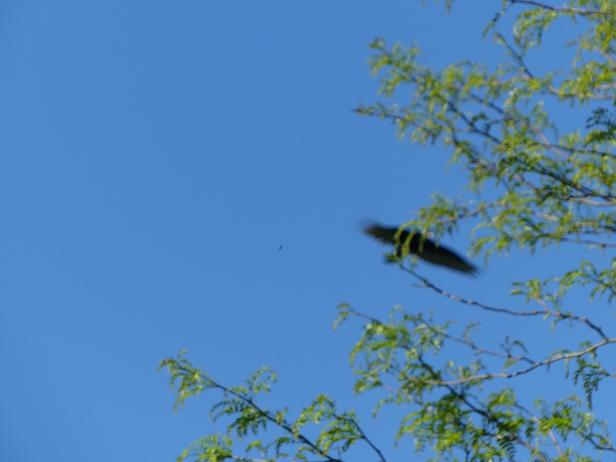 Pileated Woodpecker - Anonymous