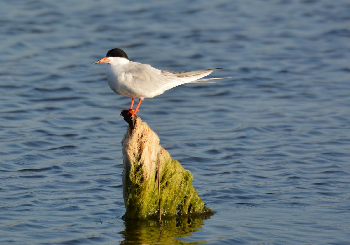 Forster's Tern - Anonymous