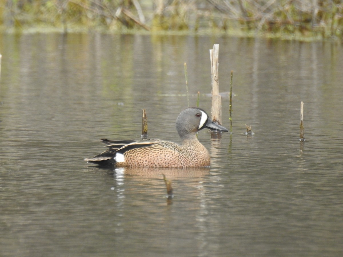 Blue-winged Teal - Tom Dibblee