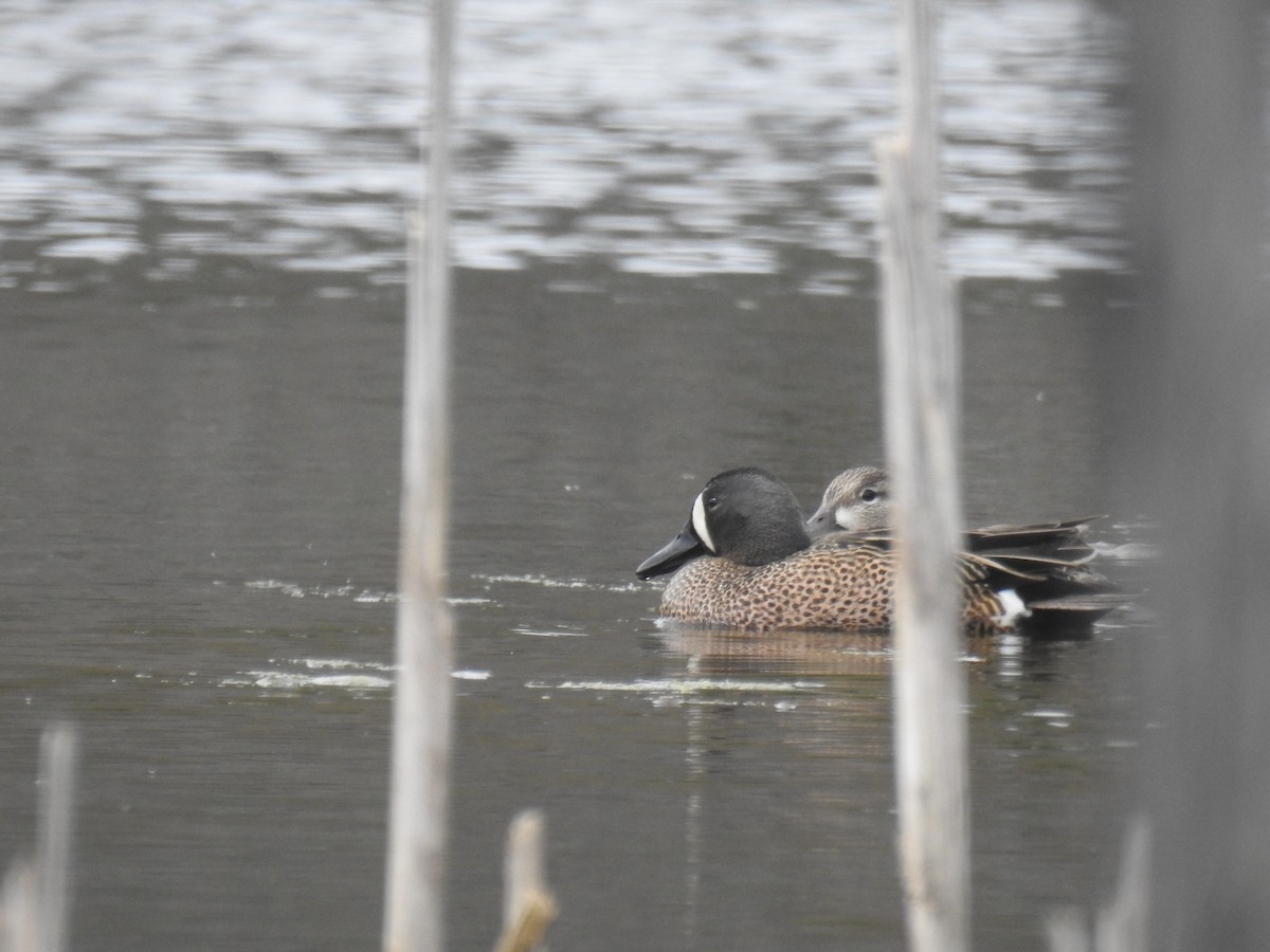 Blue-winged Teal - Tom Dibblee