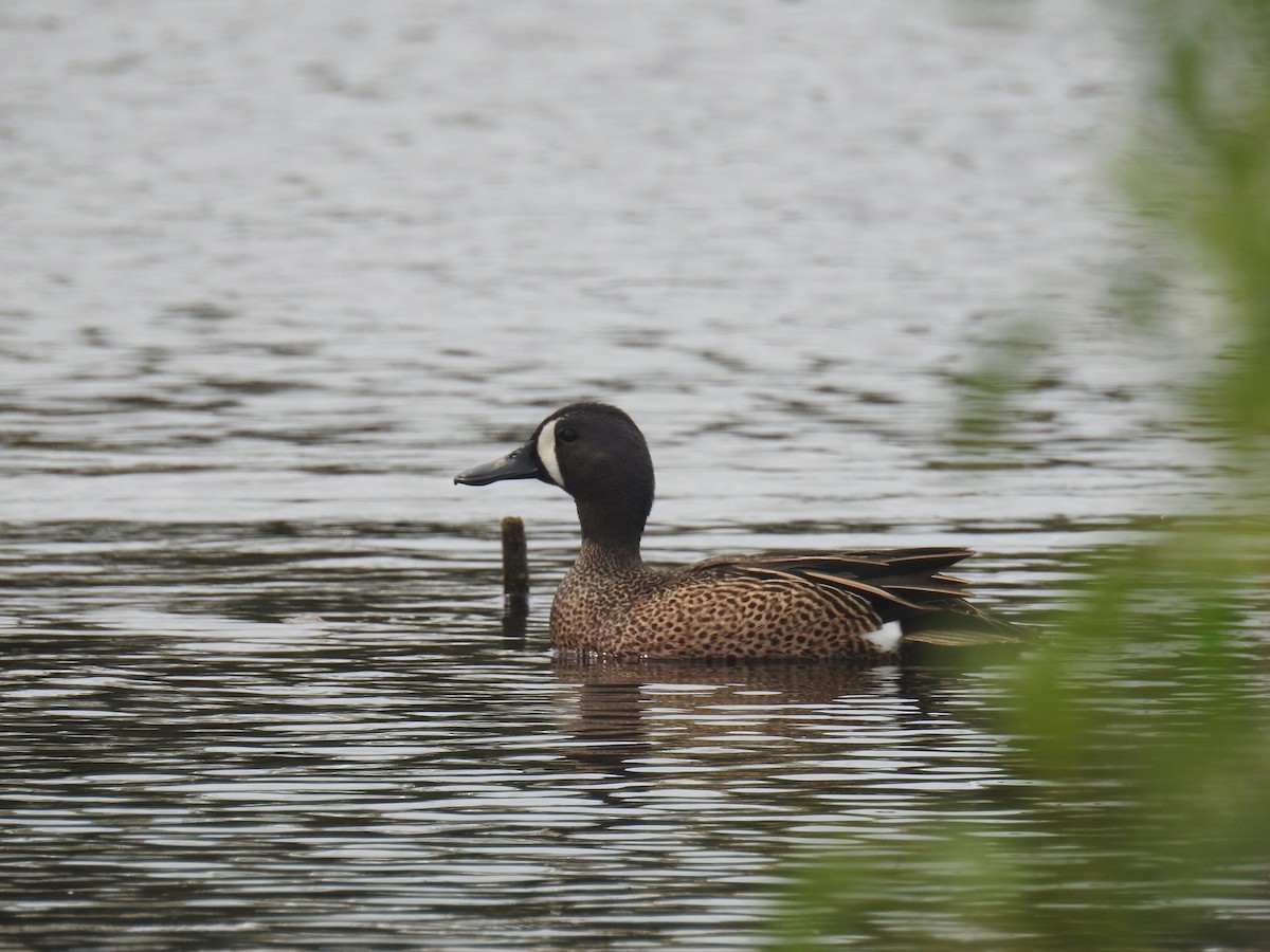 Blue-winged Teal - Tom Dibblee