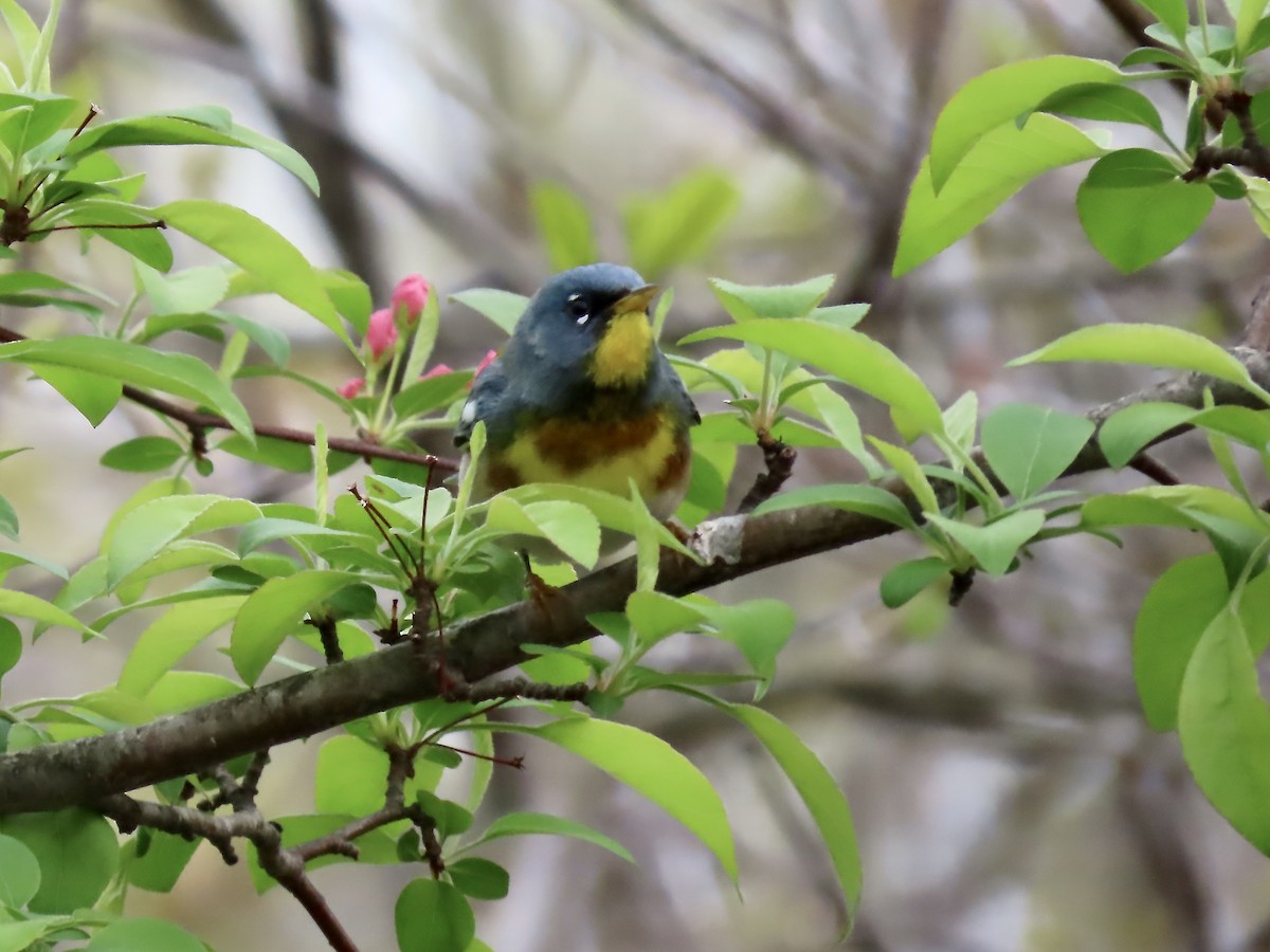 Northern Parula - Marjorie Watson