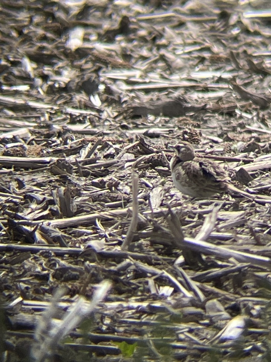 Horned Lark - Katrina Theisen