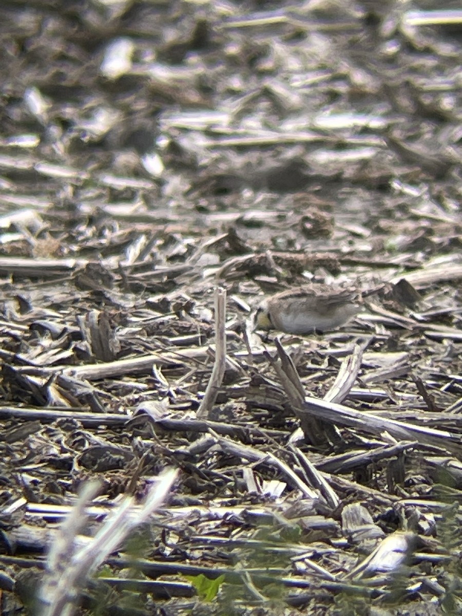 Horned Lark - Katrina Theisen