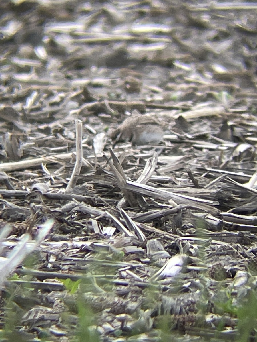 Horned Lark - Katrina Theisen