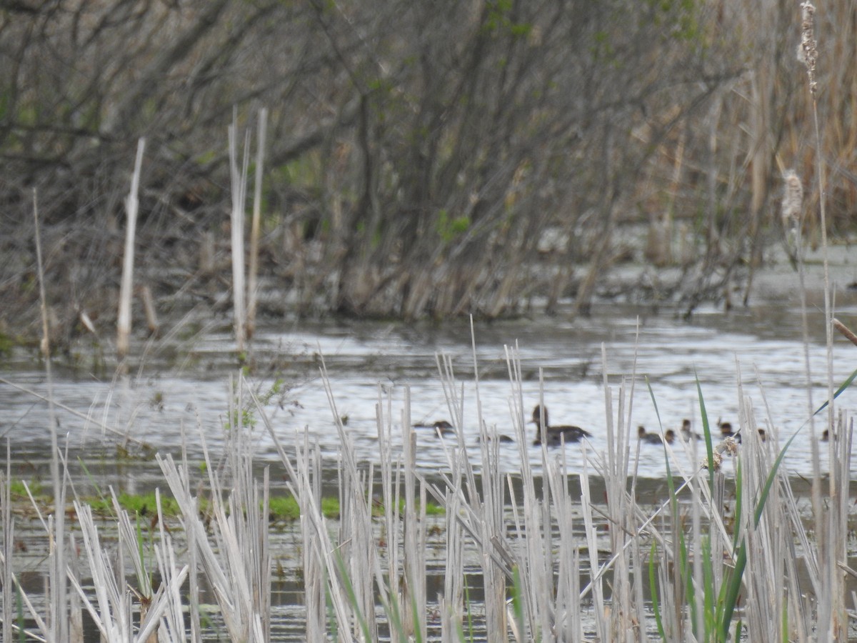 Hooded Merganser - Tom Dibblee