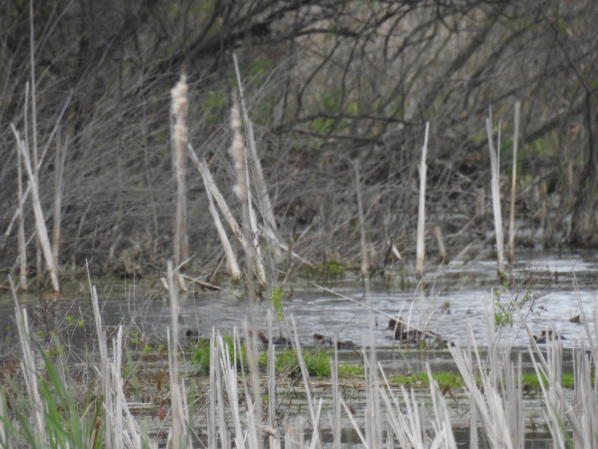 Hooded Merganser - Tom Dibblee