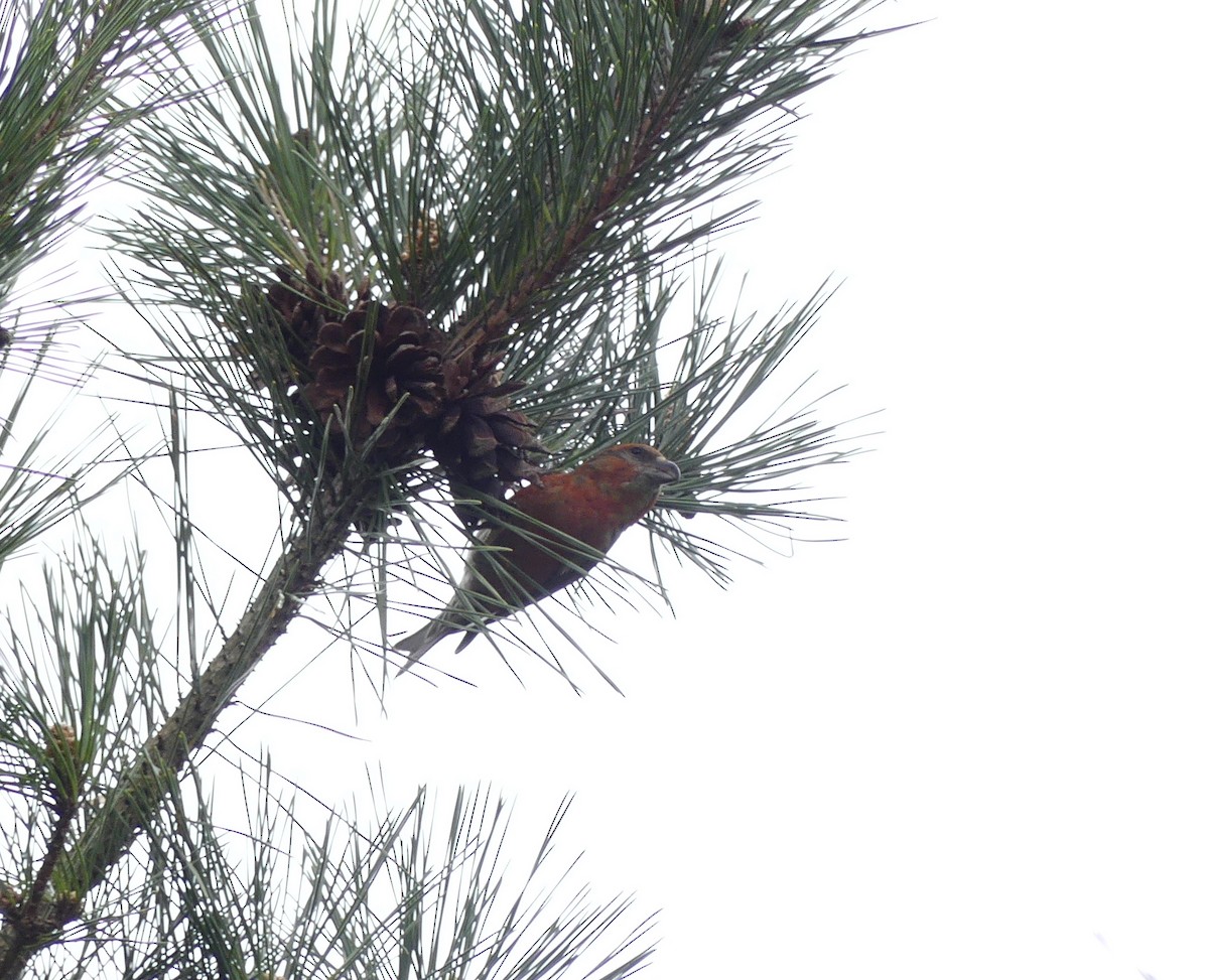 Red Crossbill - Leslie Hurteau