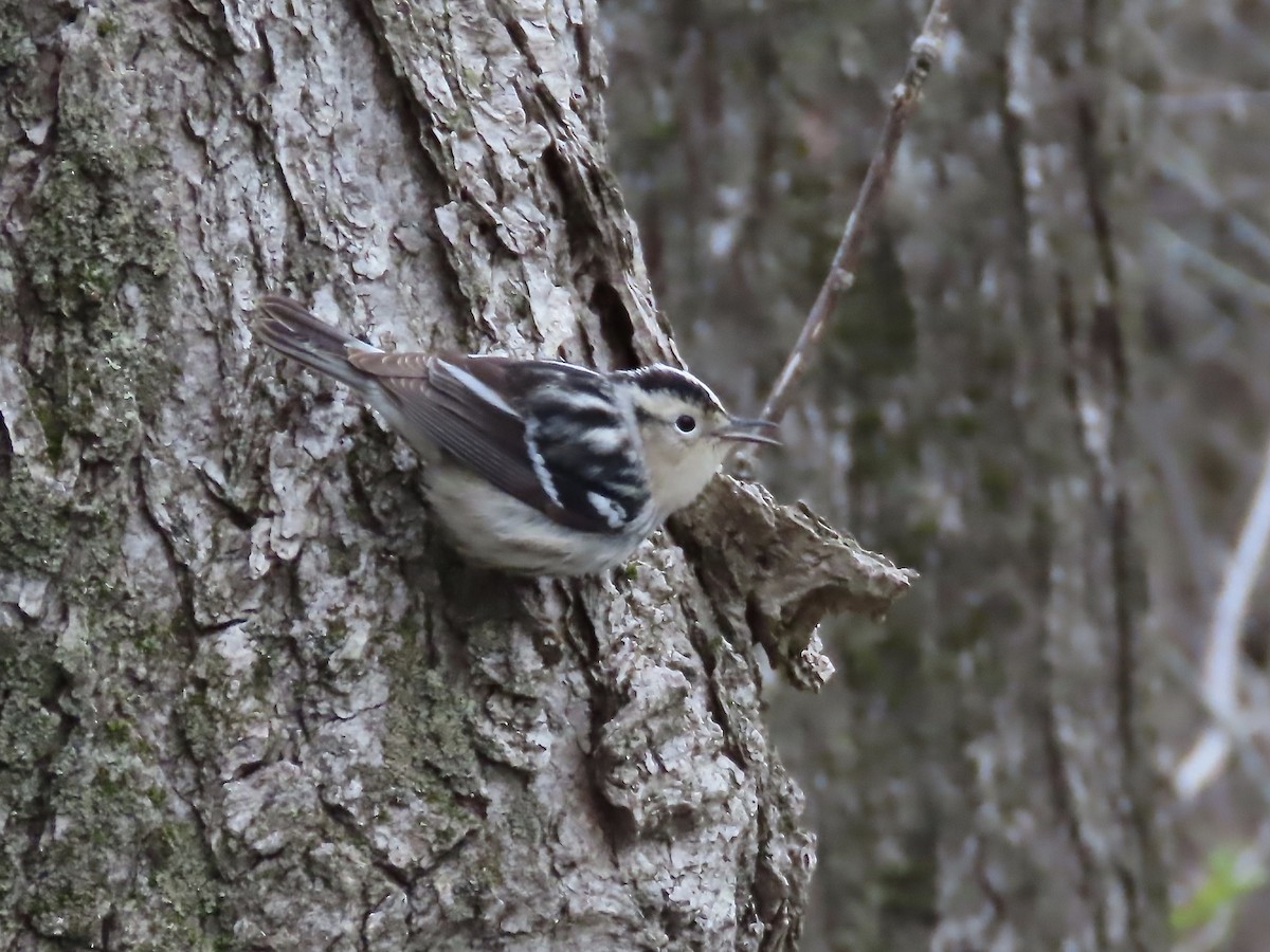 Black-and-white Warbler - Marjorie Watson