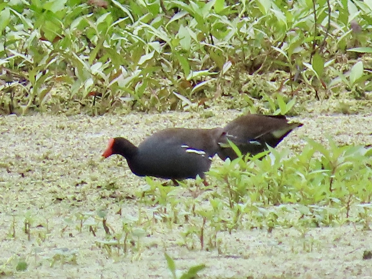 Common Gallinule - Concetta Goodrich