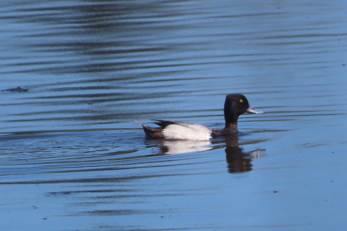 Lesser Scaup - Kim DeLisle