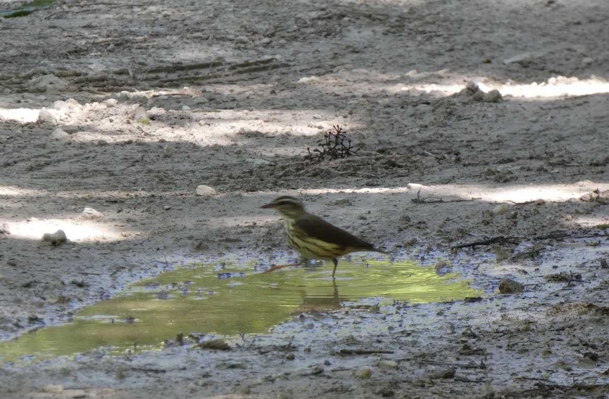 Northern Waterthrush - Janis Valdes