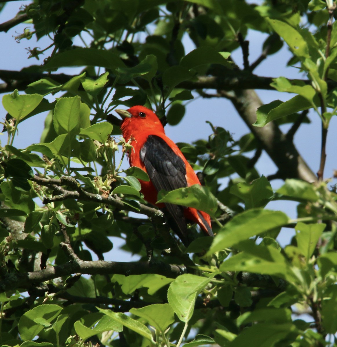 Scarlet Tanager - ML618848117