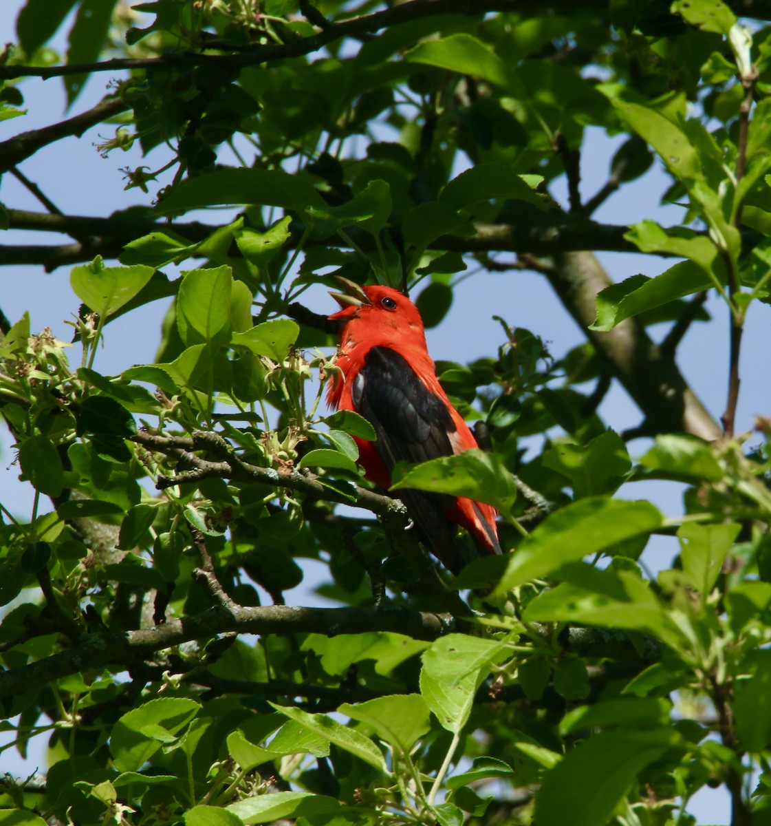 Scarlet Tanager - ML618848118