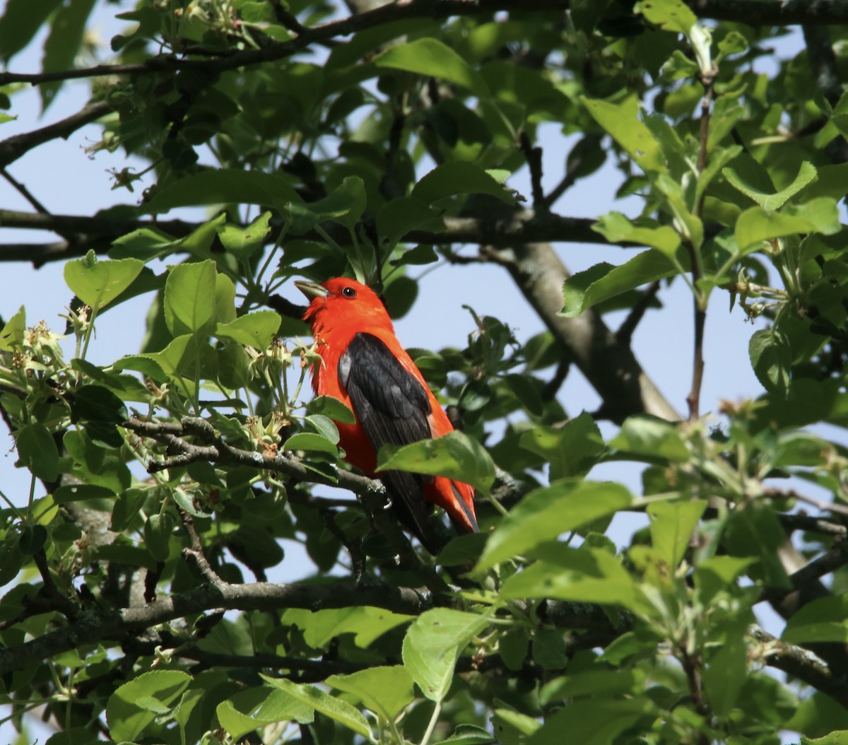 Scarlet Tanager - ML618848119