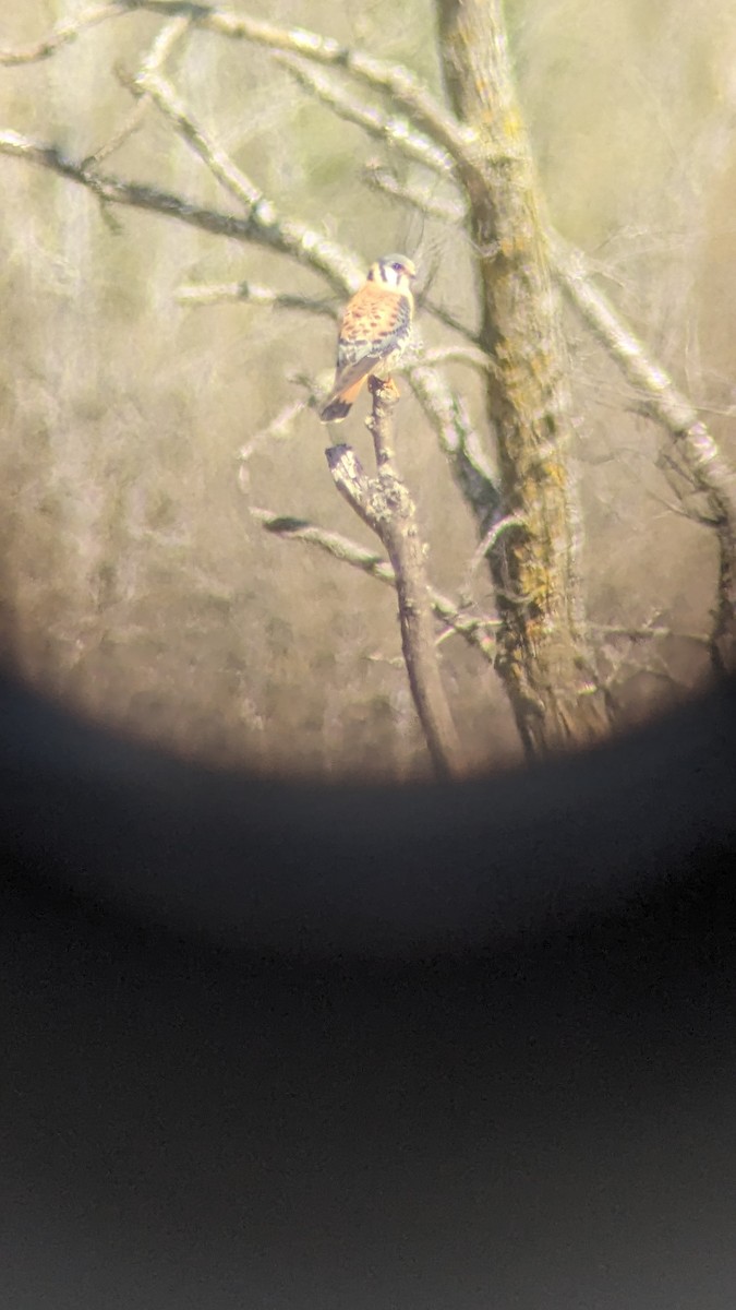 American Kestrel - ML618848123