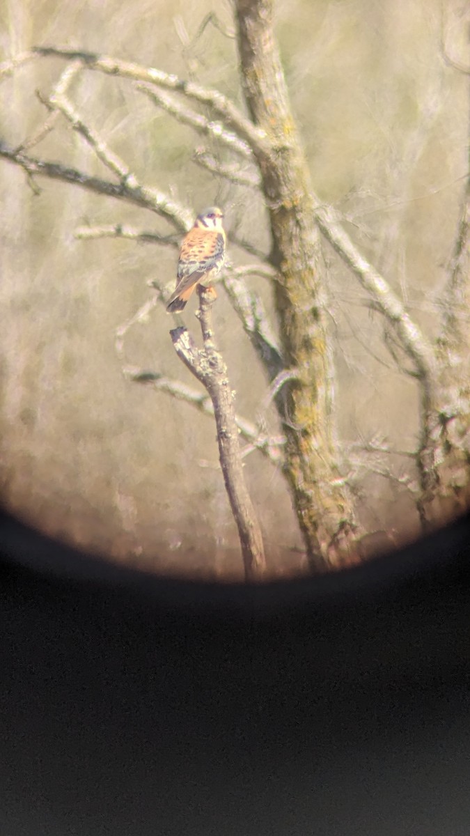 American Kestrel - ML618848124