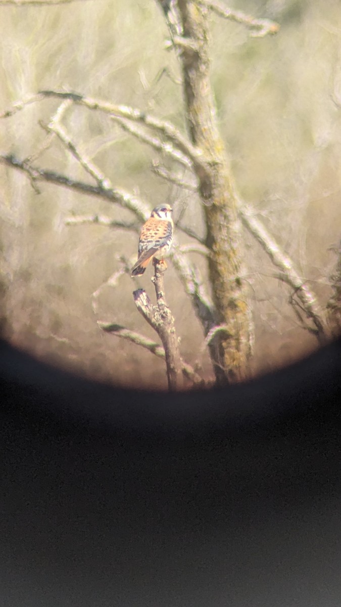 American Kestrel - ML618848125