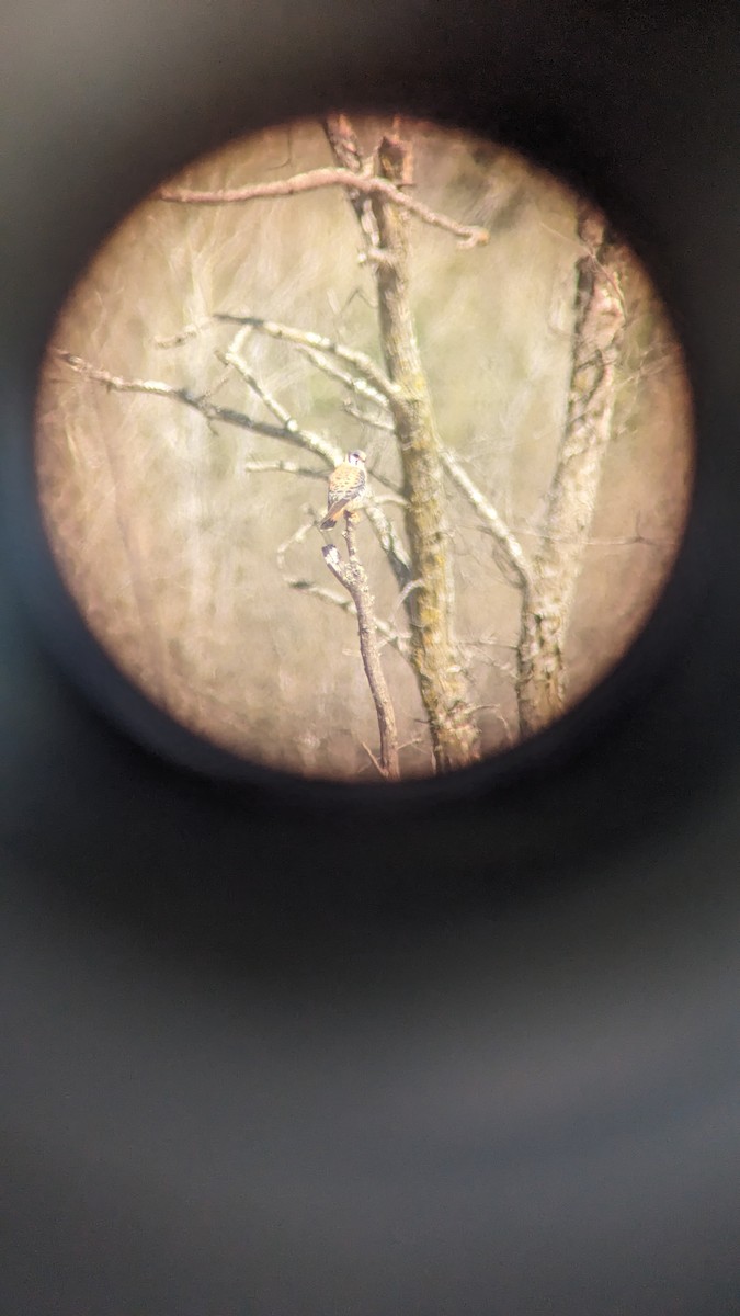 American Kestrel - ML618848128