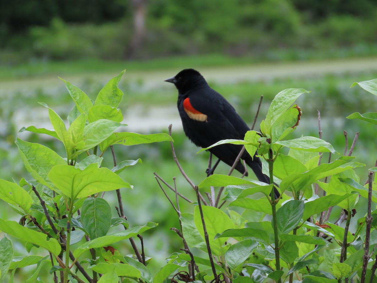 Red-winged Blackbird - Concetta Goodrich