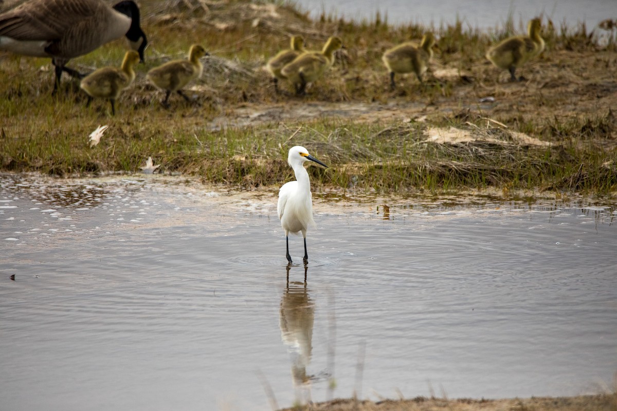 Snowy Egret - ML618848144