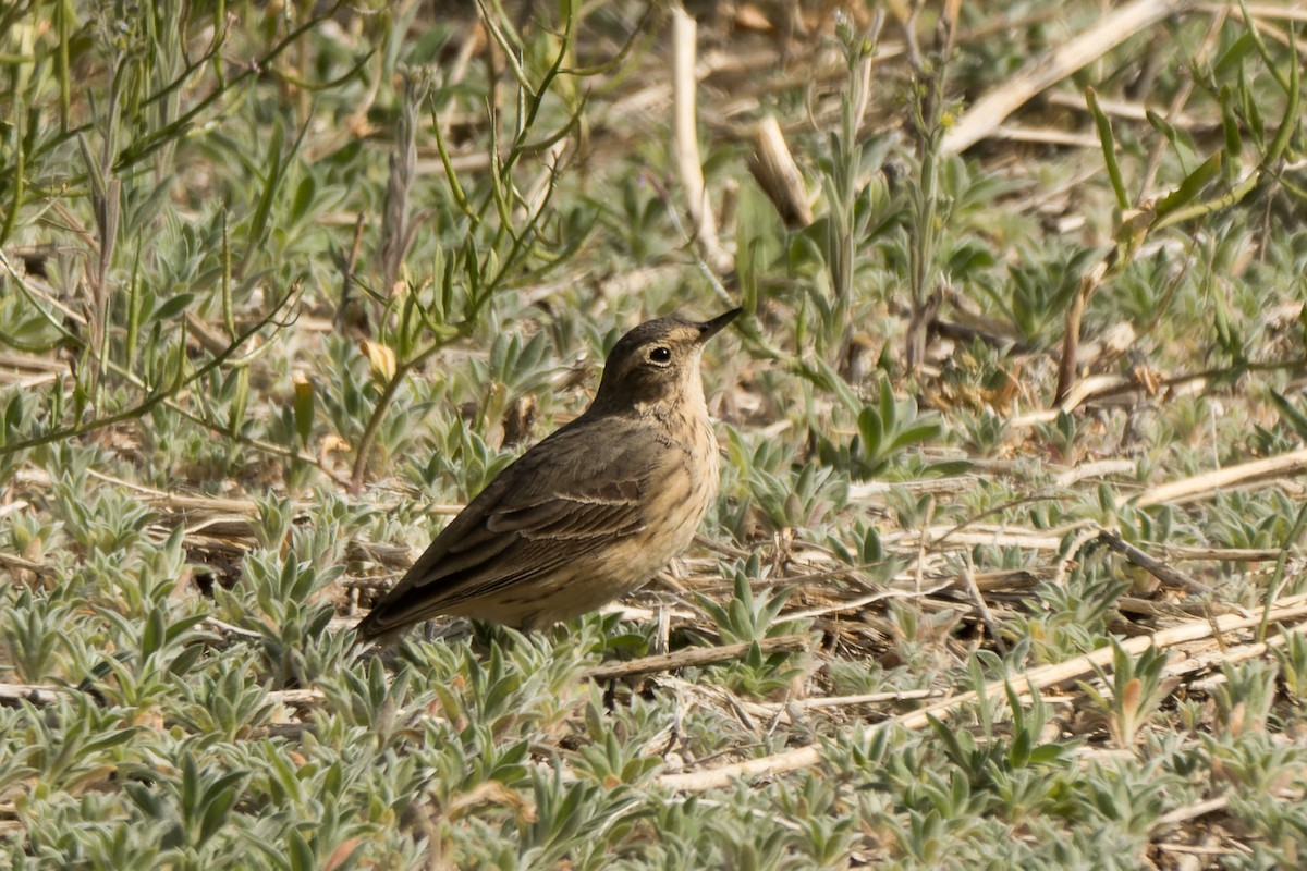 American Pipit - Lori Buhlman