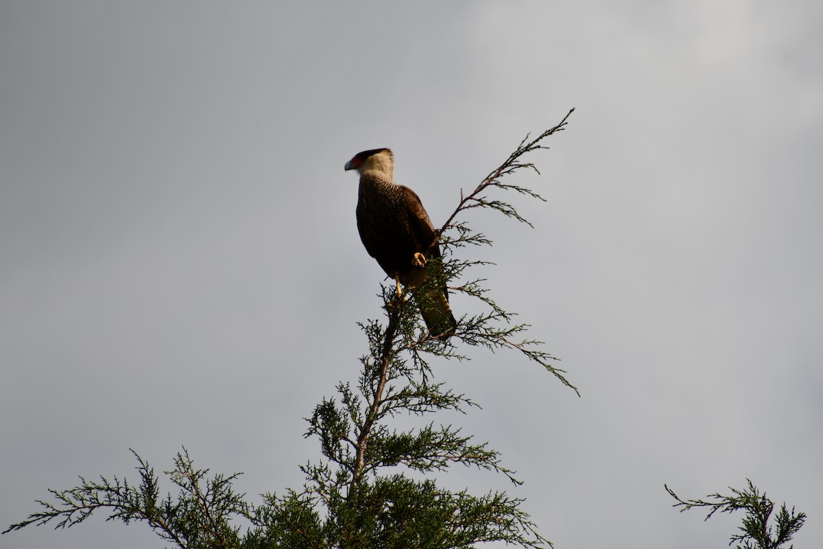 Crested Caracara - ML618848157