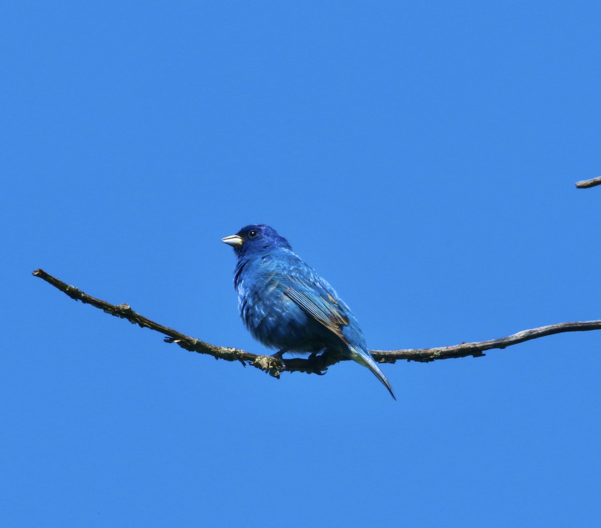 Indigo Bunting - Dominic LeRose