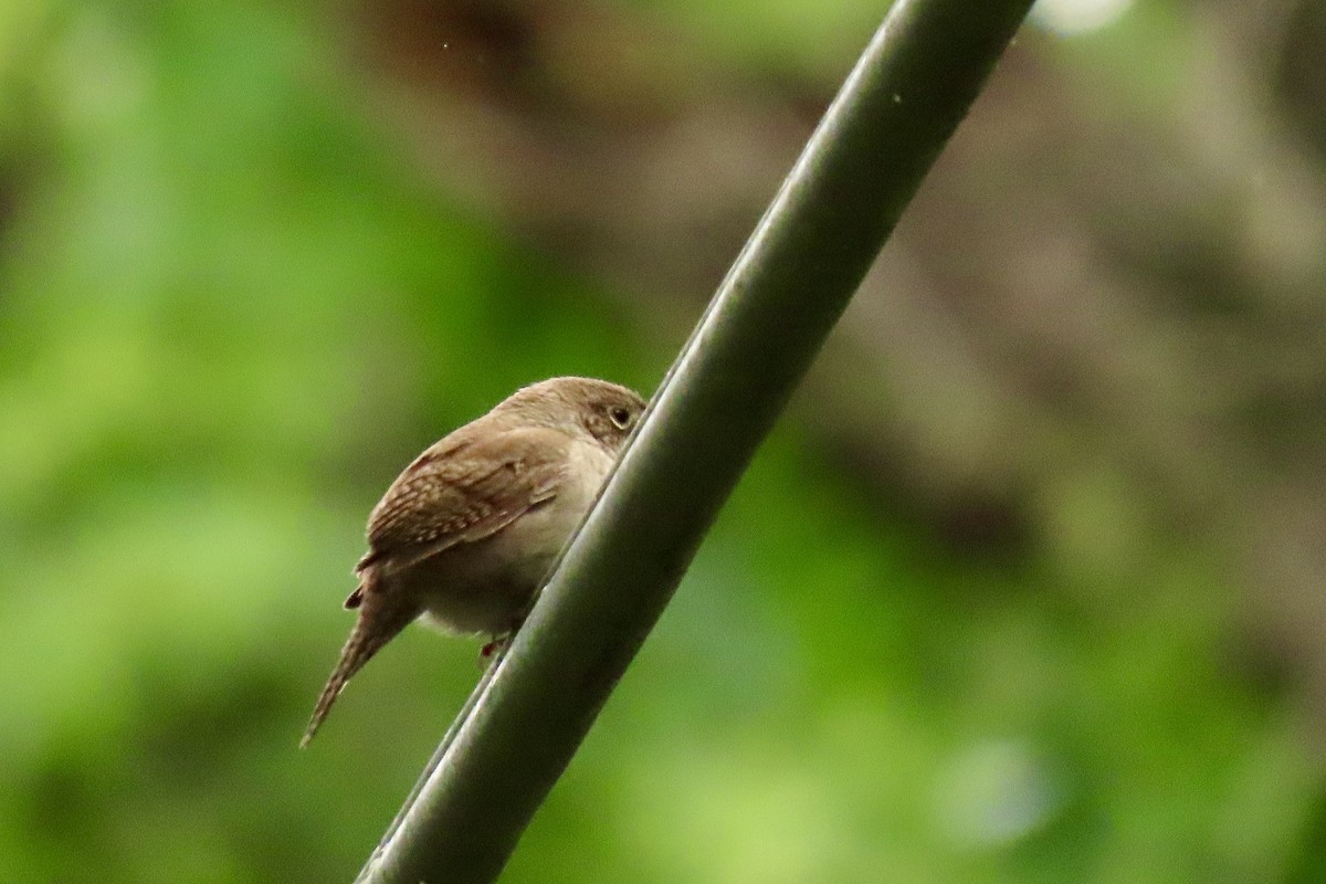 House Wren - Eric Anderson