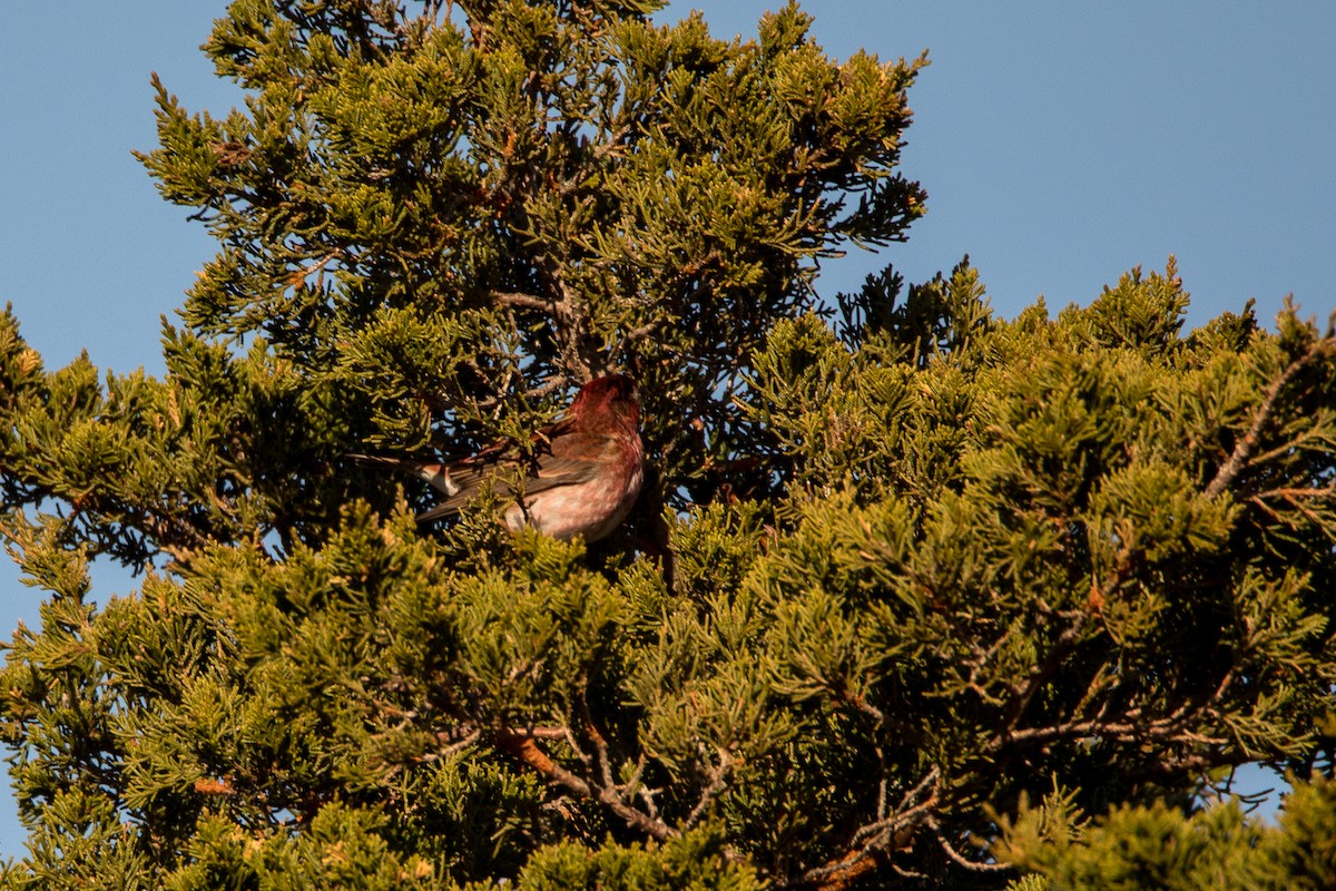 Purple Finch - ML618848174