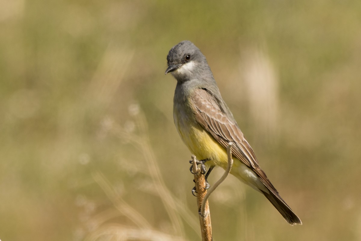 Cassin's Kingbird - ML618848183