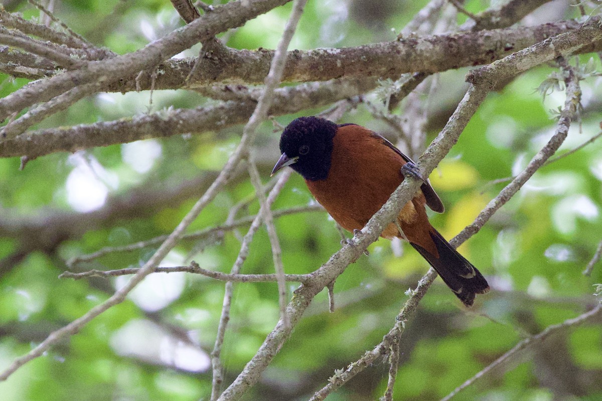 Orchard Oriole - Gary Desormeaux