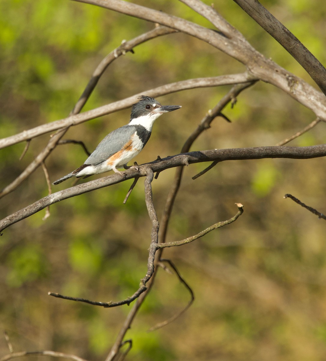 Belted Kingfisher - Benjamin Zerante