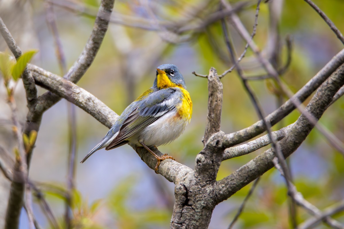 Northern Parula - ML618848207
